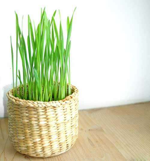 نوروز مبارک