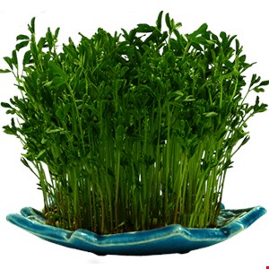 سبزه گندم