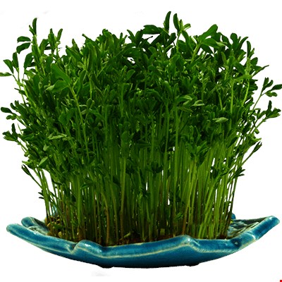 سبزه گندم