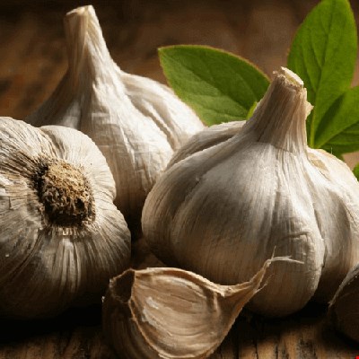 سیر