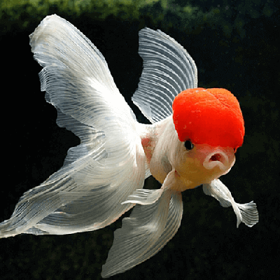 نوروز مبارک