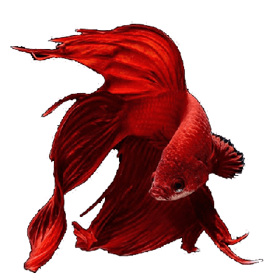 نوروز مبارک